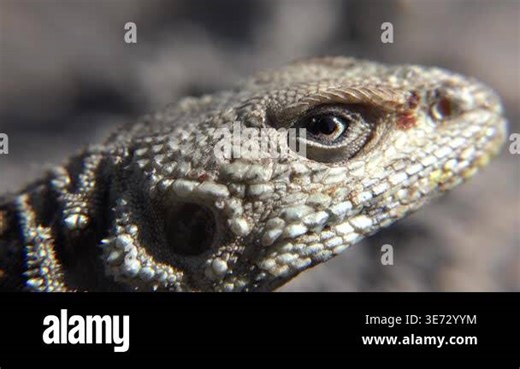 Spiny lizard resting on sun warmed rocks in Mediterranean habitat with detailed textured scales. This agamid reptile basks naturally in rocky terrain showing distinctive scaly skin Stock Video Footage - Alamy
