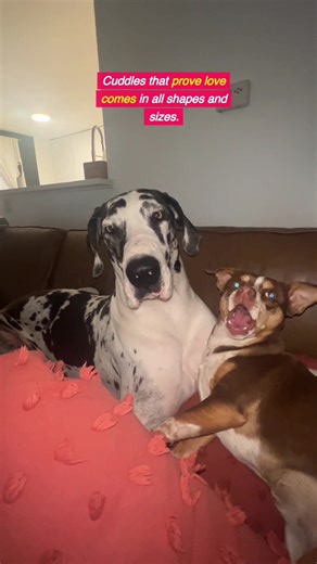 1.5K views · 175 reactions | Do your dog's like to cuddle? 朗 | Dear Danes | Facebook