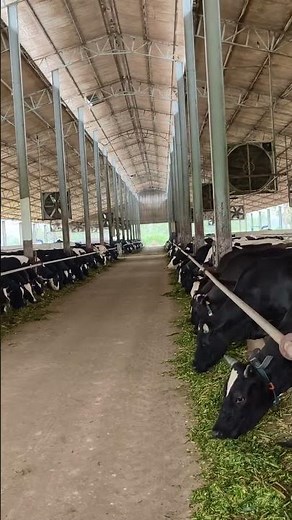 How A Modern Steel Cattle Farm Is Built | Amazing Construction Process