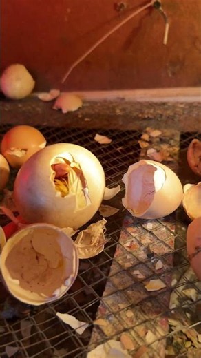 Last Egg = Best Surprise Geese hatching