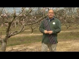 Peach trees need pruning