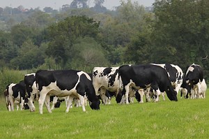 Guide to dairy heifer rearing and lifetime productivity