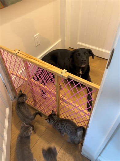 19K views · 1.1K reactions | The Wizard keeps waiting outside the Wicked kitten room hoping for kitten food or a powerful sorcerer. | Sophia L’Orange Kitten Rescue | Facebook