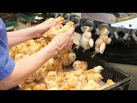 How Millions of Chickens Are Raised - Advanced Hatchery & Poultry Processing Revealed