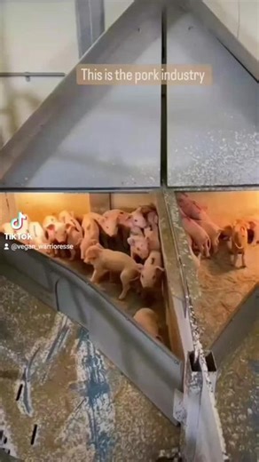 Shocking Factory Farm Pigs Slaughter Methods Exposed