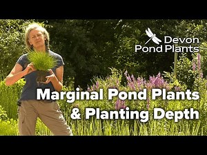 Marginal Pond Plants & Planting Depth