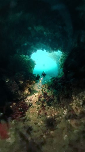 Chasing a lobster into a hole #scubadiving #scuba #underwater #oceanlife #lobster