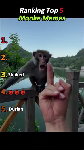 Ranking Top 5 MONKE Memes #viral #funny #pets #ranking #cute #memes #animals #monkey #shorts