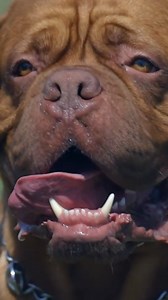 40K views · 560 reactions | Ranking the Most Stunning Bulldog Breeds #reels #doglovers #bestbreeds #dogbreeds #dogs | Dogumentary TV | Facebook