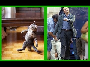 15 CHATS ET LEURS SOSIES HUMAINS