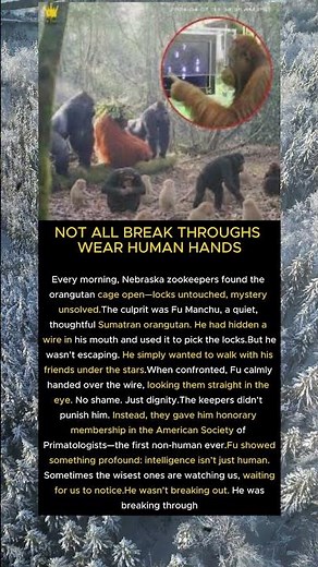 Fu Manchu: The Orangutan Who Broke Through