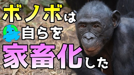【ボノボの自己家畜化】進化の過程で衝撃の変化が！