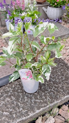 ［購入苗紹介］ハイビスカス フラムルージュ #ハイビスカス #夏の花 #ガーデニング