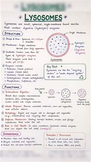 Lysosomes structure and functions explained | lysosome easy notes