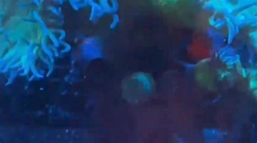 Un impresionante coral duncan con sus cabezas completamente abiertas, sanas y libres de plagas, un verdadero tesoro para cualquier entusiasta del mar. | Reef Garden Mty