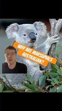Why Marsupials Live in Australia
