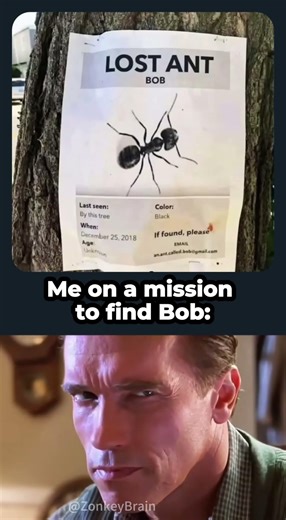 Mission: Find Bob at all costs 🐜😤#funny #mission #inymeme