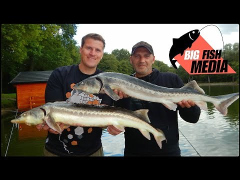 Simple and successful fishing: With the float for sturgeon