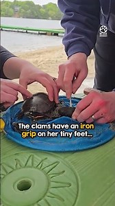 Turtle Rescued From Clams - Then Flashes a Peace Sign ✌️
