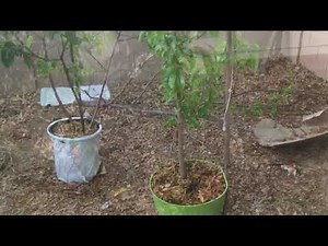 Growing a Soursop (Guanabana) Tree (In the Arizona Desert)