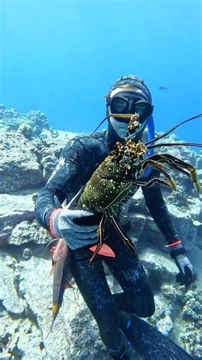 How We Catch Hawaiian Lobster #lobster