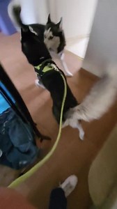 1.4M views · 52K reactions | Mirad cómo me contesta cuando le digo...