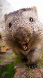 144K views · 11K reactions | The wombat. #wombatsofinstagram #wombat #cutecreature #australianwildlife #worldwildlife #marsupialsofinstagram #marsupial #protectendangeredspecies #saveenvironment #saveplanet #bbcwildlife #bbcearth #bbctravel #natgeoyourshot #natgeowild #nationalgeographic #naturephotography #natgeoindia #animalphotography #animalkingdom #animalplanet #ecosystem #indianwildlifeofficial #planetearth | Vivek Mandya C | Facebook