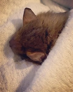 Gizmo our education big brown bat was dreaming while snoozing at the event. He’s quite content and doesn’t mind appearances because he just sleeps. Many attendees had the opportunity to see a bat dreaming. If you missed it he will attend some events in the spring. How adorable.. watch his little muzzle twitch 😍 #pabatrescue #pennsylvaniabatrescue #bigbrownbat #lovebats | Pennsylvania Bat Conservation and Rehabilitation
