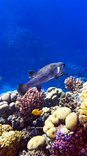 17K views · 713 reactions | A curious porcupinefish enjoying a full-on spa day with his cleaner fish, floating above a stunning, vibrant coral reef. ✨ How relaxed can one fish be?  What do you think—is he loving the spa treatment or just showing off for the camera? Drop a ❤️ if these ocean vibes make you smile too! #PorcupineFish #CoralReefMagic #OceanVibes #CleanerFish #UnderwaterWorld | Peter Bohn | Facebook