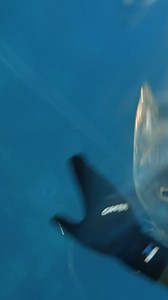 49K views · 610 reactions | Barracuda attacks me on the surface! | Daniel Mann - Dive Everywhere | Facebook