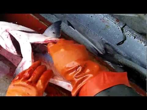 How to Clean a King Salmon
