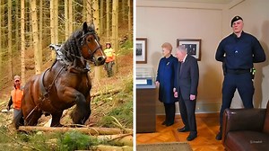 ‘Absolute Units’ That Shook the Net - 1Funny.com