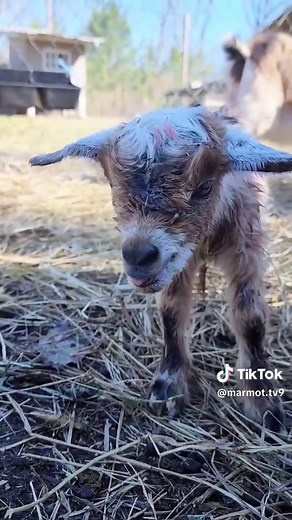 The baby goat calls for it mother #goat #babygoat #animals #baby #cute #pet