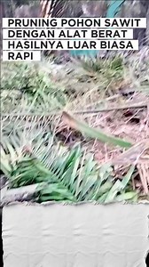 508K views · 2.6K reactions | Nah pruning pelepah pohon kelapa sawit dengan cara menggunakan excavator bisa mempercepat pengerjaan dan sangat rapi dan hasilnya di luar dugaan #vidio #alatberat #petanisawit #pengikut #fbpro #viral #excavator #perkebunan | Andre Operators | Facebook