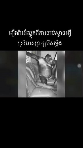 Exploring Orangutans: Nature and Human Interaction