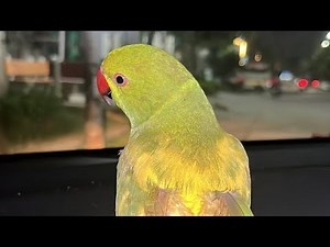 LIVE Aaj Mittu ke new dialogues suno 🎤