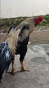 The King of Java is now just a memory#shorts #chicken #chicken
