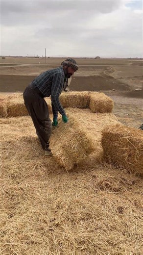 Loading wheat straw for livestock farming #farming #ranchsorting #agmachinery #smallranch