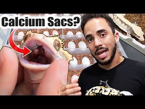 Crested Gecko Breeding Hacks! (MUST WATCH)