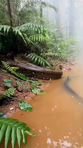 1.3M views · 4.2K reactions | Python vs Electric Eel  #animals #wildlife | Kapil Gaming | Facebook