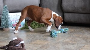 Boxer puppy for sale