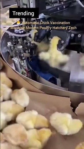 Automatic chick vaccination at 50K per hour 🐣💉 Hatchery tech that saves millions! #likeandsubscribe