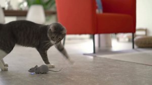 The Cat and Mouse Game of the Future is 50% Off Today Only using 😻 PROMO CODE: 'MOUSE50'😻 at checkout! | Meowingtons