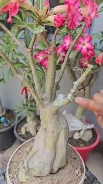 Adenium #desertrose @grafte Rosey Variety