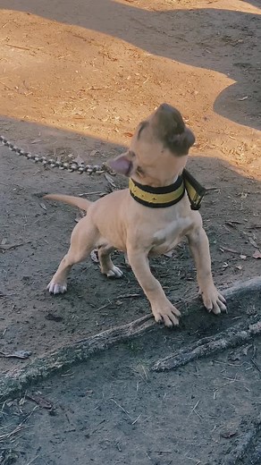 #gamedog #pitbull #apbt | pitbull