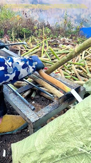 Crafting with Nature: How Manual Labor Transforms Plant Stems into Valuable Resources