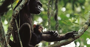 Video reveals young chimps are hands-on learners