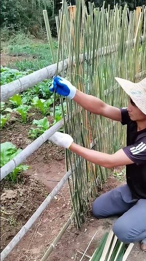 Build a Bamboo Fence from Scratch, This is How!