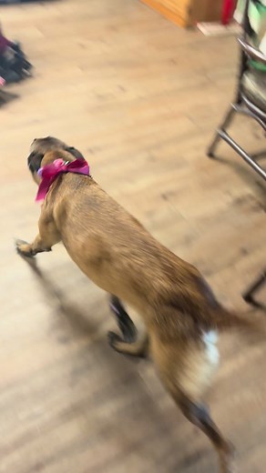 Celebrating Dean Lord: A Bird Dog Legend