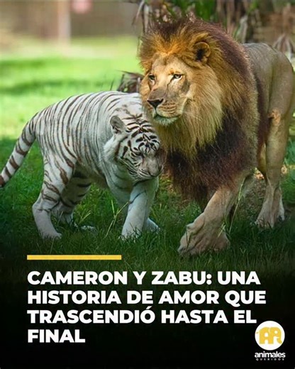 Carlos Manuel Bacha Montero on Instagram: "Cameron, un león nacido en 2000, y Zabu, una tigresa blanca híbrida de Siberiano-Bengala, fueron criados en un zoológico de Nueva Inglaterra con el único propósito de producir ligres, híbridos antinaturales resultado de la intervención humana. Ambos vivieron años de explotación hasta que en 2004 fueron rescatados por Big Cat Rescue, en Florida. 🦁🐯 En el santuario, se construyó un recinto natural solo para ellos, pues estaban profundamente unidos. Came